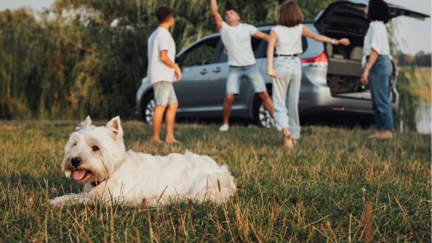Hund liegt vor Auto