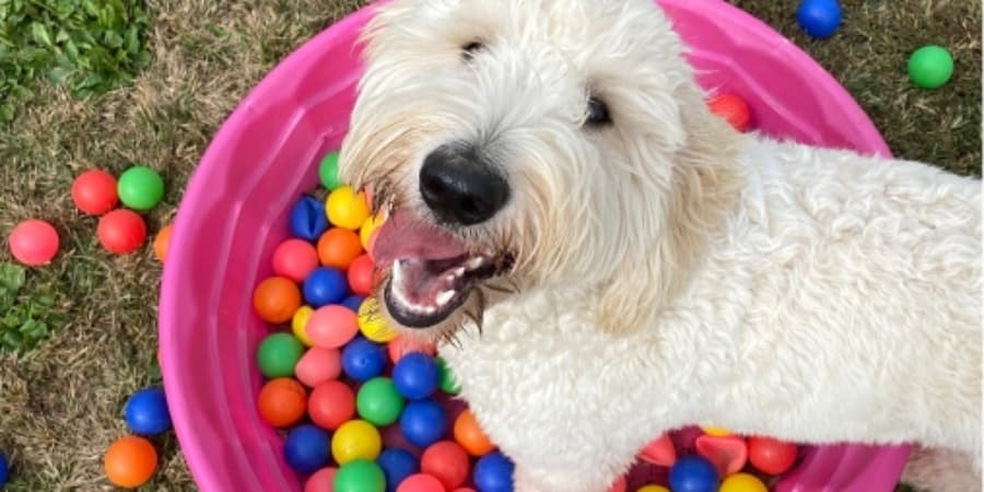 Hund im Bällebad