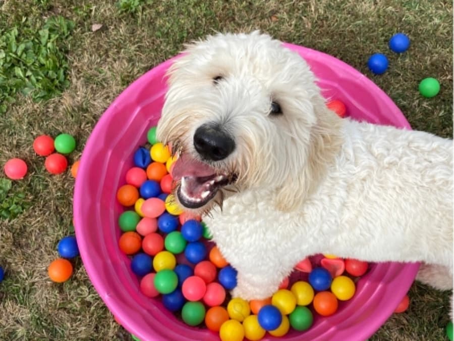 Hund im Bällebad